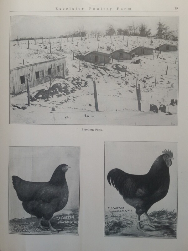 1911 Excelsior Poultry Farm T Carter Jonesdale WI Mineral Point Dodgeville Area