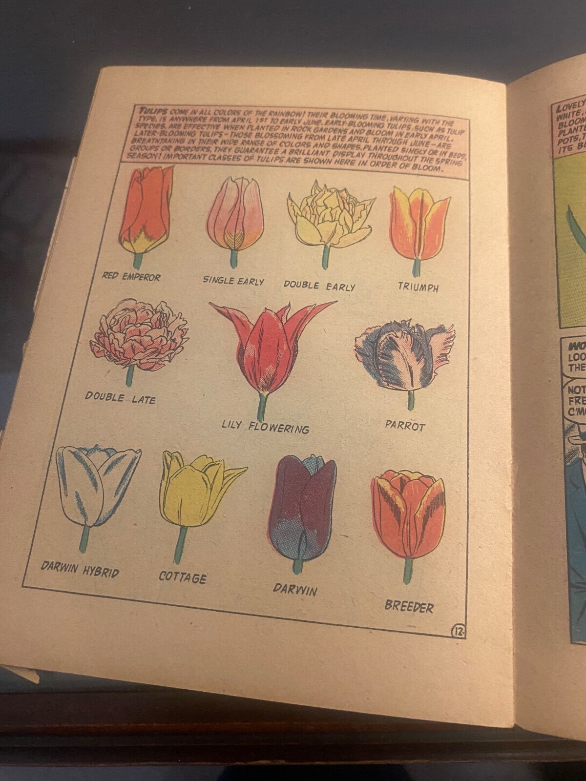 Vintage Ephemera – 1956 Bulb Magic Pamphlet – Bulb Growers Of Holland