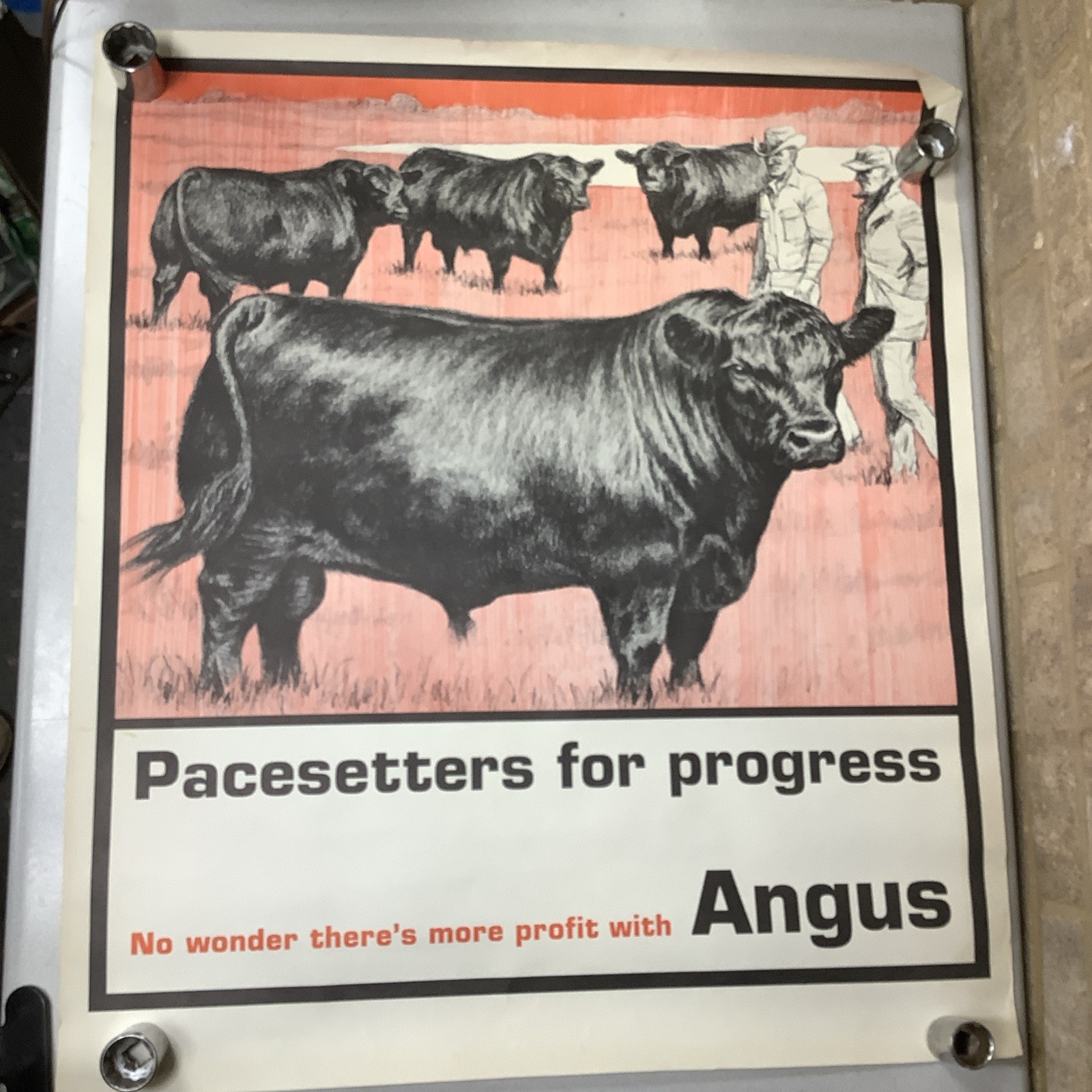 Vintage Angus Cattle Advertising Poster 1950’s 60’s ? Nice Graphics