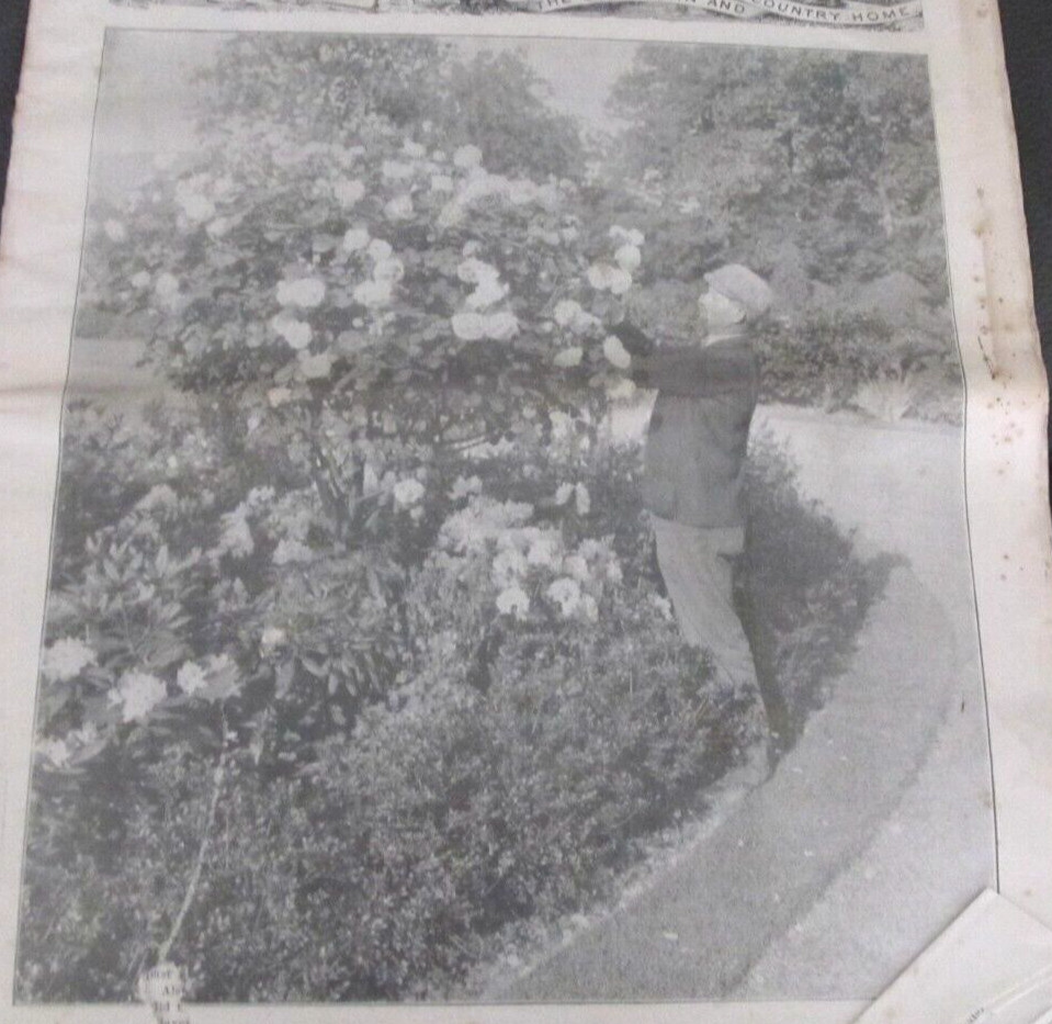 1916 Feb 26 THE RURAL NEW-YORKER NEWSPAPER Agriculture Magazine Rose Bushes Bush