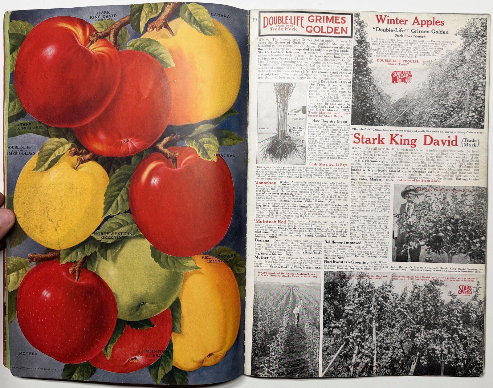 1922 STARK BROS 20TH CENTURY FRUITS NURSERY CATALOG GOLDEN DELICIOUS APPLE PEACH