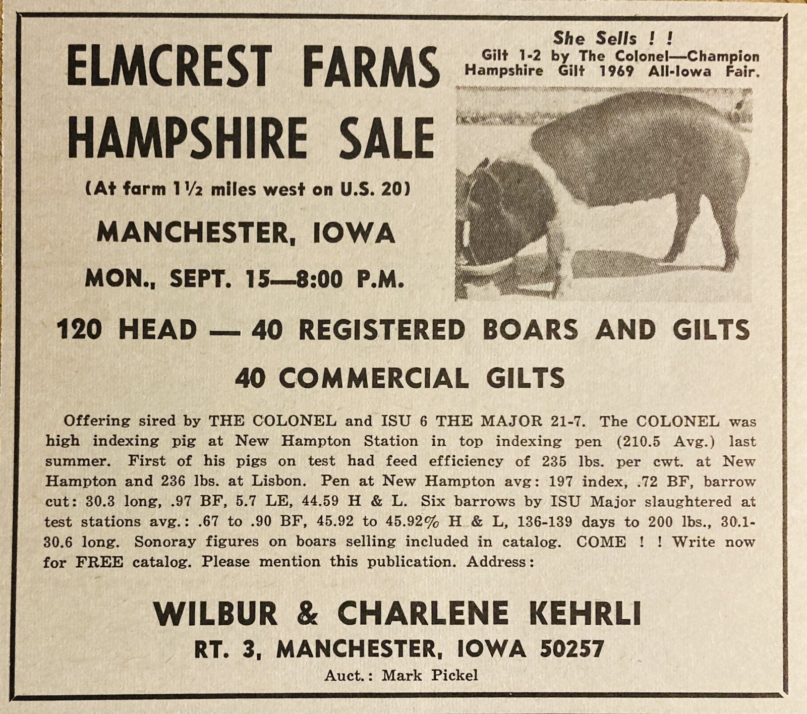 1969 AD.(XH79)~ELMCREST FARMS, MANCHESTER, IOWA. BOARS & GILTS HAMPSHIRE SALE