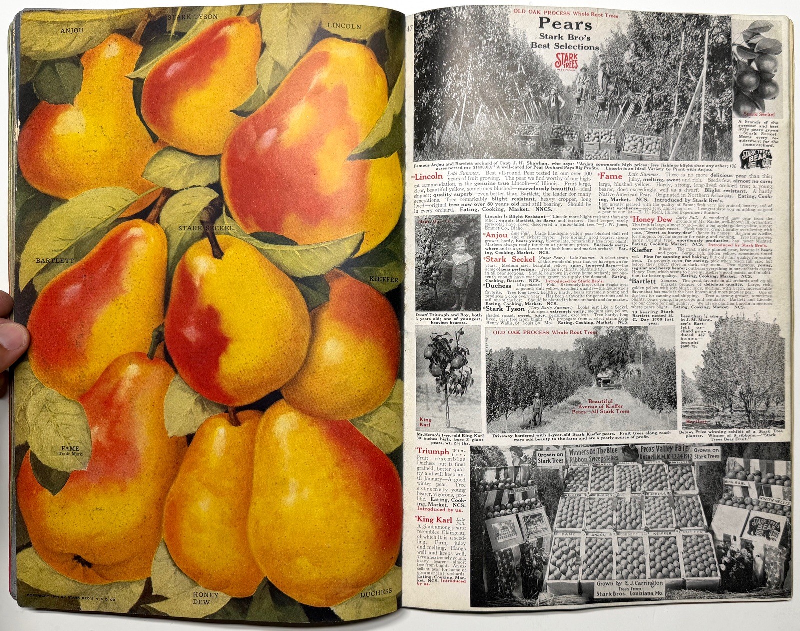 1922 STARK BROS 20TH CENTURY FRUITS NURSERY CATALOG GOLDEN DELICIOUS APPLE PEACH