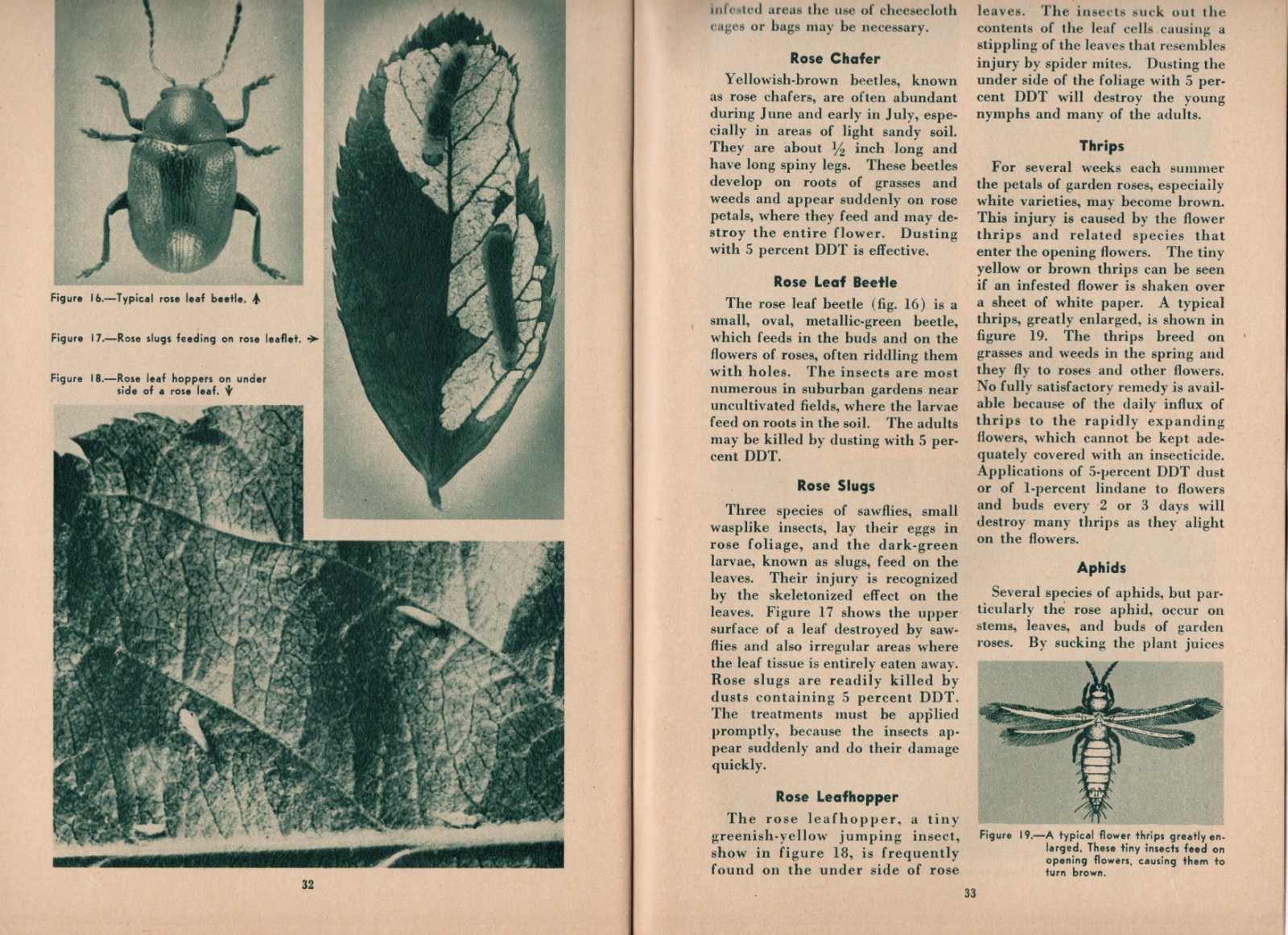 U. S. Department of Agriculture Home and Garden Bulletin no. 25 Roses – XL4B