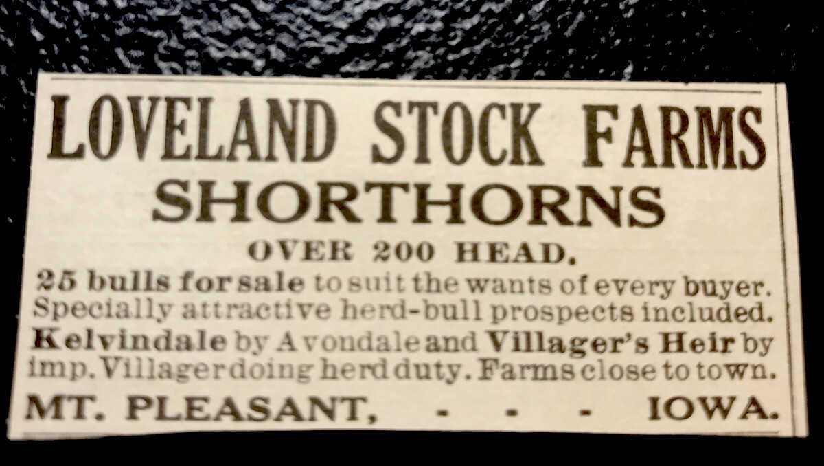 1919 Loveland Farm Cattle Advertising – Mt. Pleasant – Iowa – Cow
