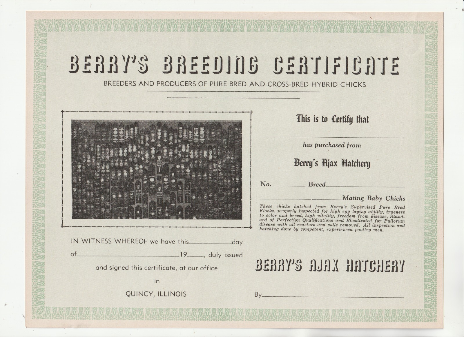 1940&rsquo;S BERRY&rsquo;S BREEDING CERTIFICATE – AJAX CHICKEN HATCHERY – QUINCY ILLINOIS