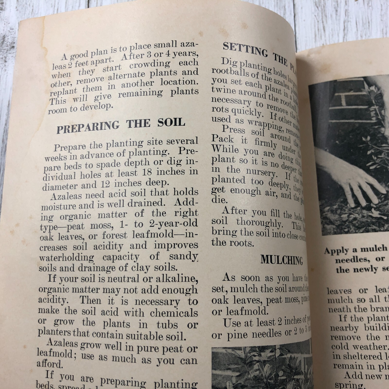 Vintage U.S. Department Of Agriculture Growing Azaleas & Rhododendrons Pamphlet