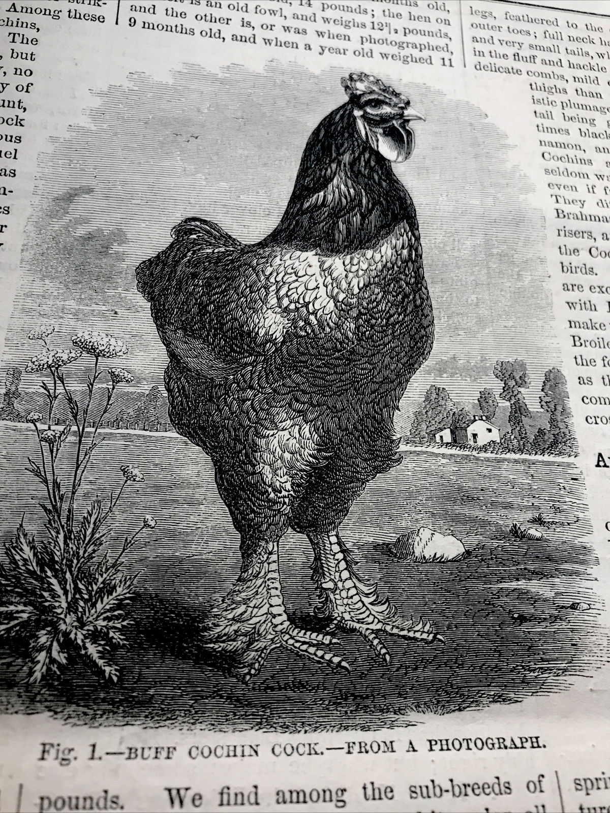 1868 Buff Cochin Cock & Hens Farm Engraving Advertising & Article