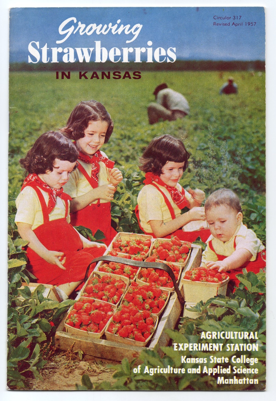 1950s – Growing Strawberries in Kansas Agricultural Experiment Station – XL4A