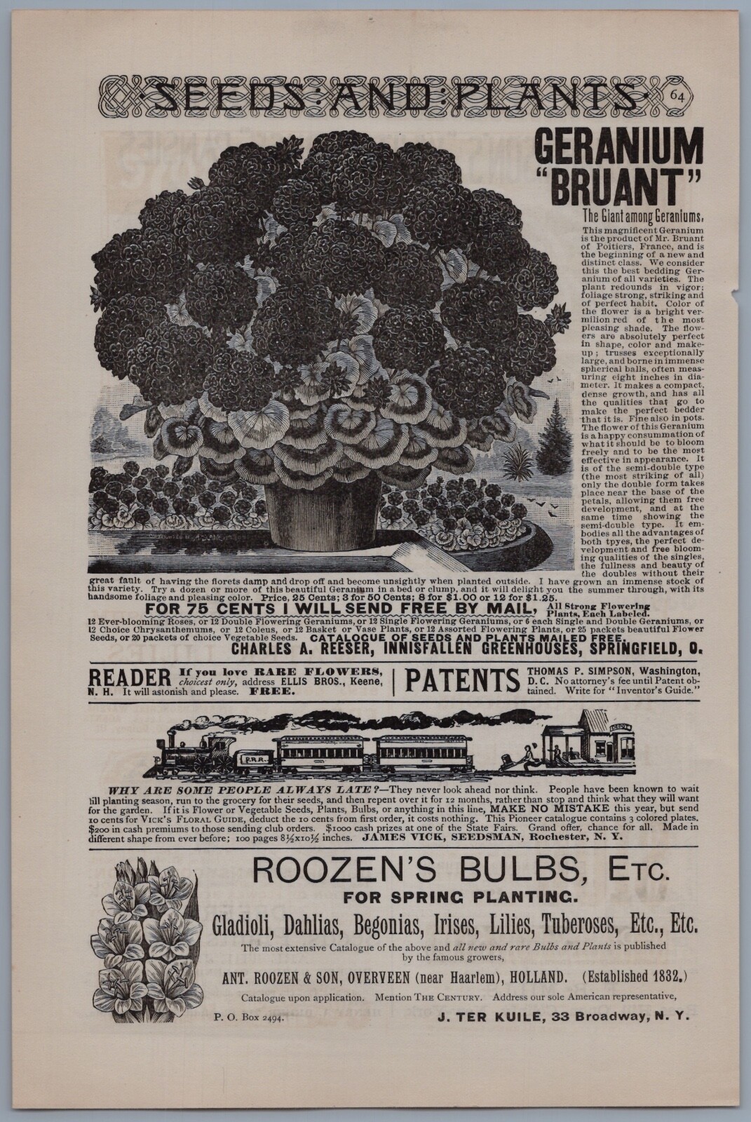 1891 Geranium Bruant Vintage Ad Innisfallen Greenhouses Springfield Ohio Flowers