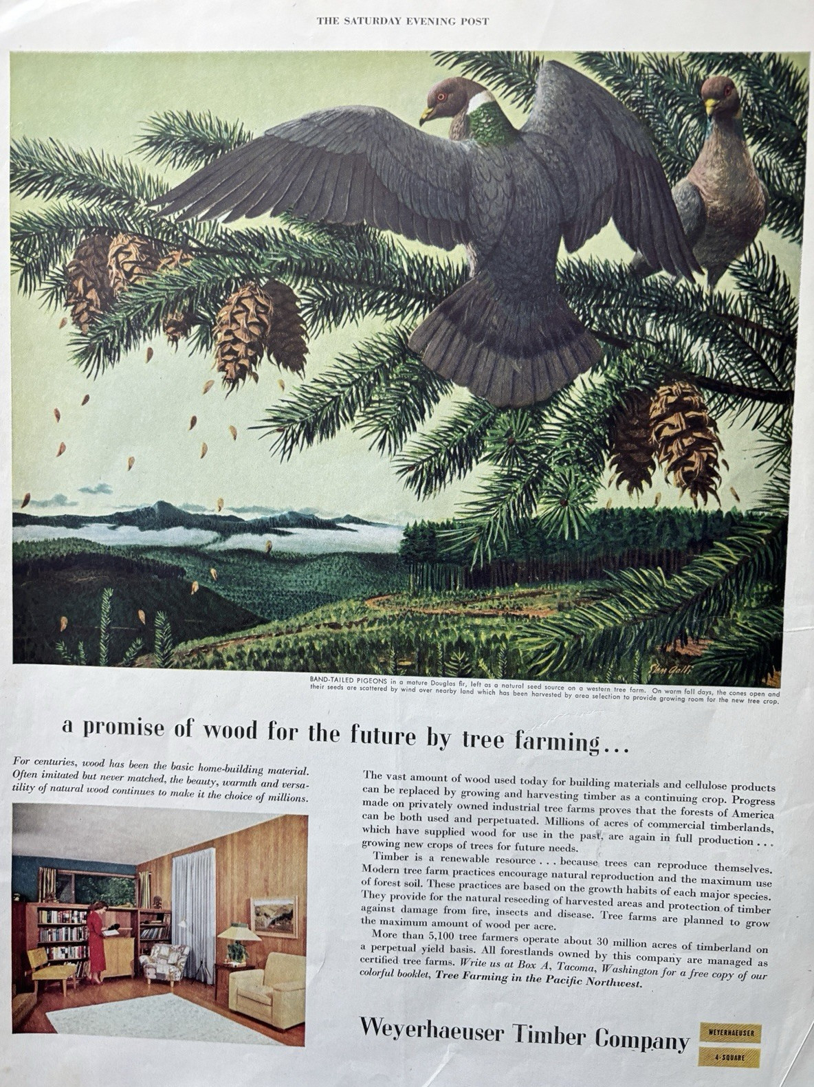 1954 Weyerhaeuser Timber Co Pacific Northwest Tree Farming Pigeons VTG Print Ad