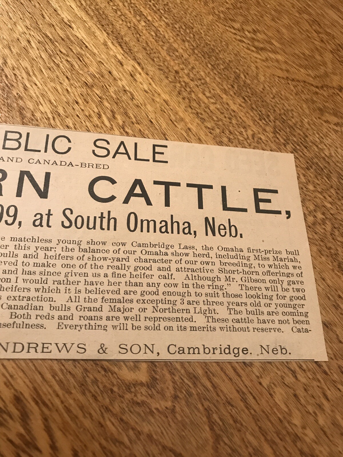 1899 Shorthorn Cattle Public Sale – South Omaha – Nebraska – Cow Advertising
