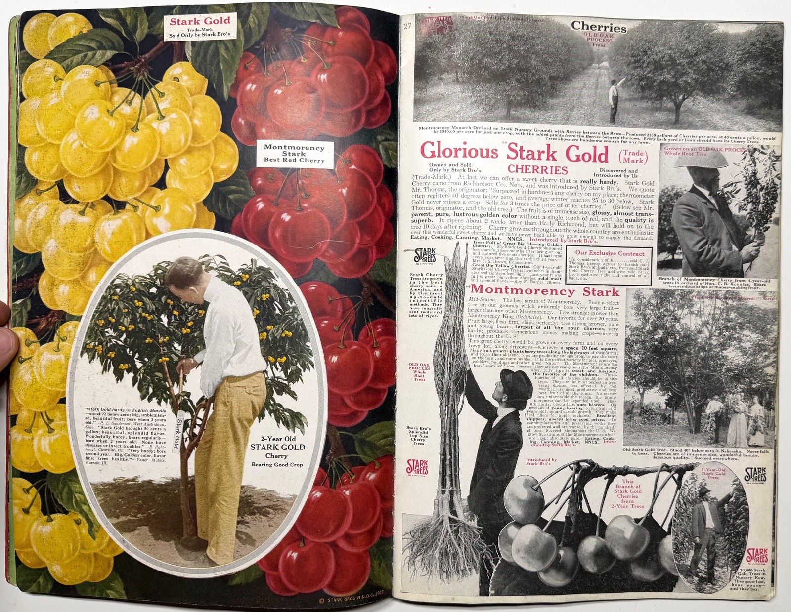1922 STARK BROS 20TH CENTURY FRUITS NURSERY CATALOG GOLDEN DELICIOUS APPLE PEACH