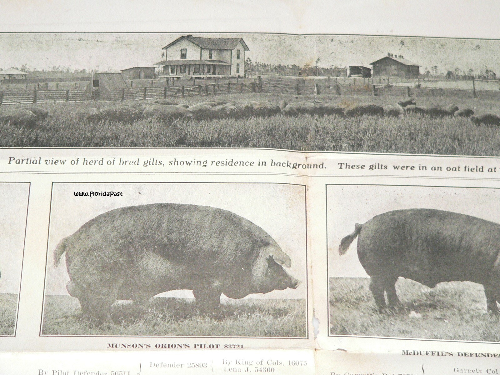 Early Duroc Jersey Hogs Munson, Florida Livestock & Agricultural Farms Brochure