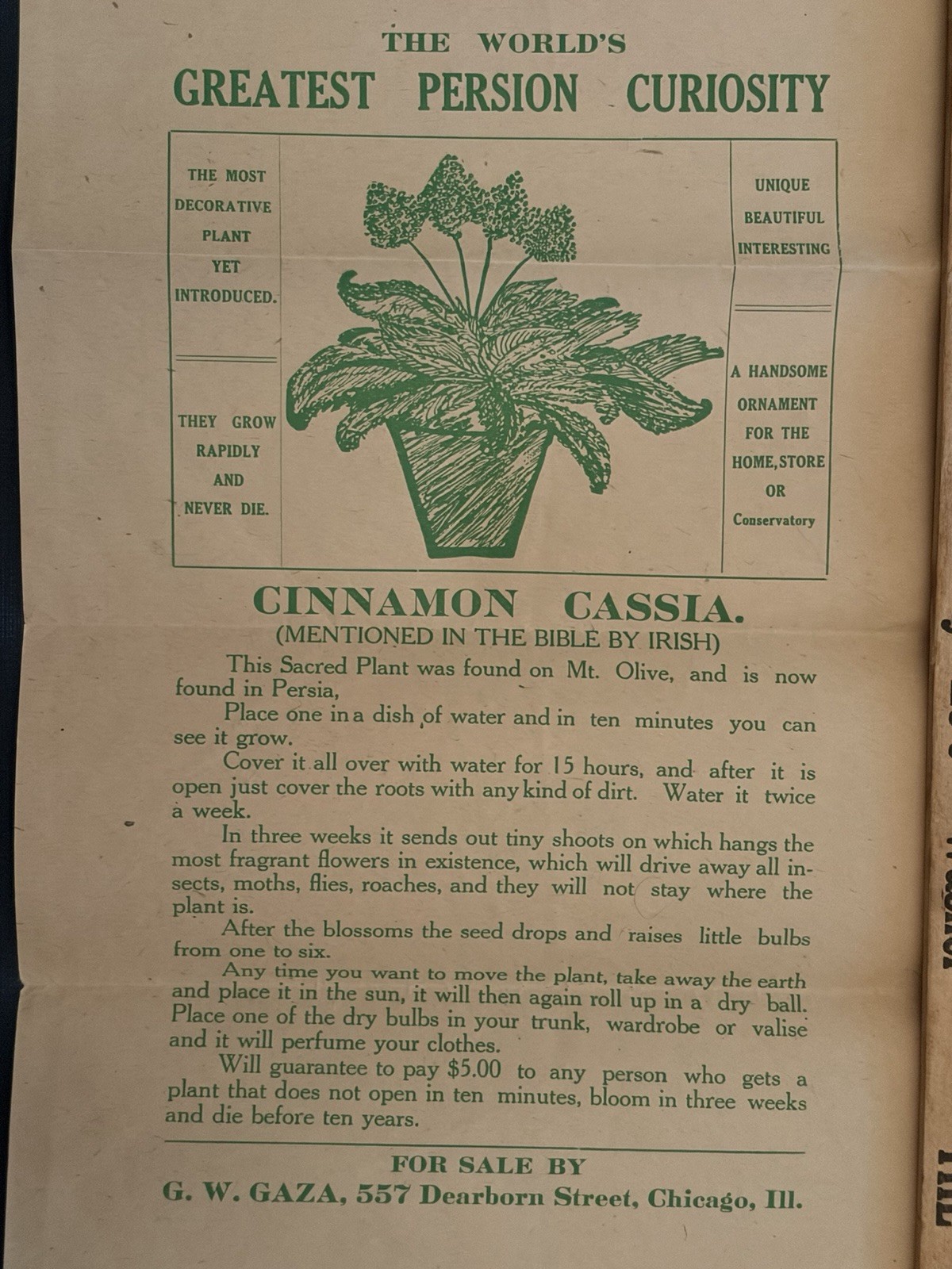 1890s Rose of Jericho Cinnamon Cassia Broadside Chicago Botanical Hoax PERSION