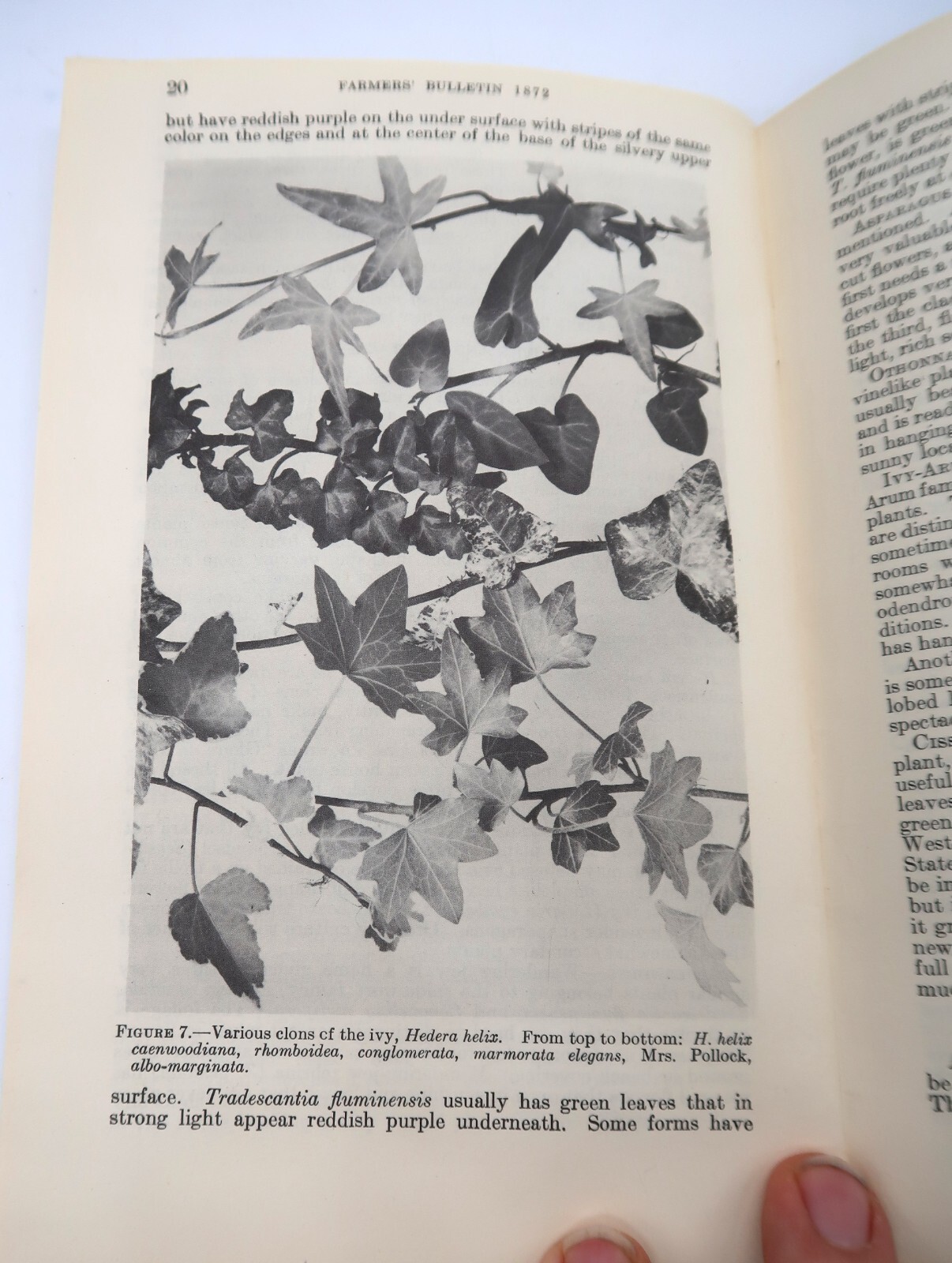 1941 USDA Farmers&rsquo; Bulletin No. 1872 House Plants Ephemera Furman Lloyd Mulford