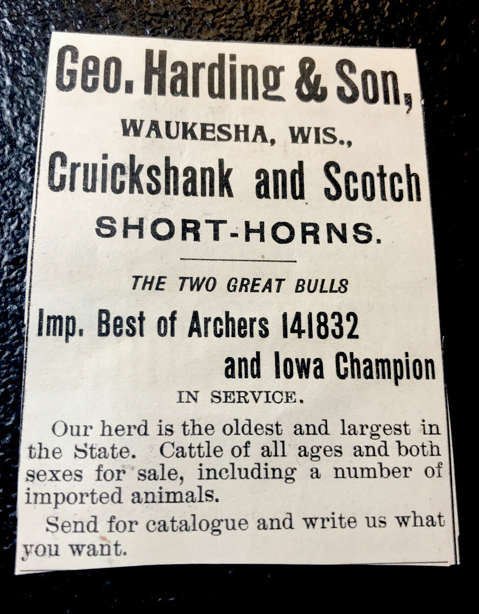 1900 Harding & Son Farm Cattle Advertising – Waukesha – Wisconsin – Cow