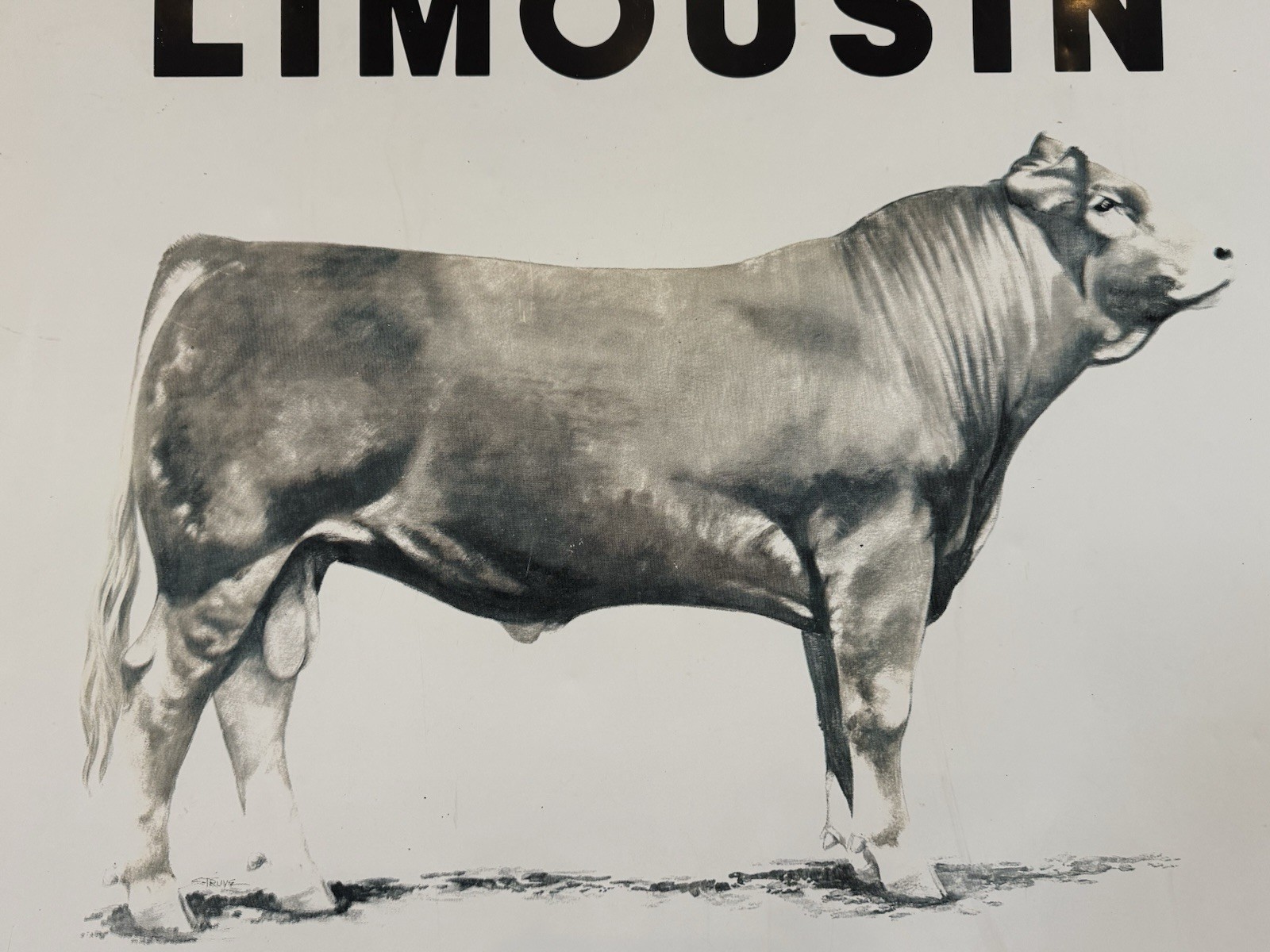 Vintage Limousin Cattle “The Opportunity Breed” Advertising Sign