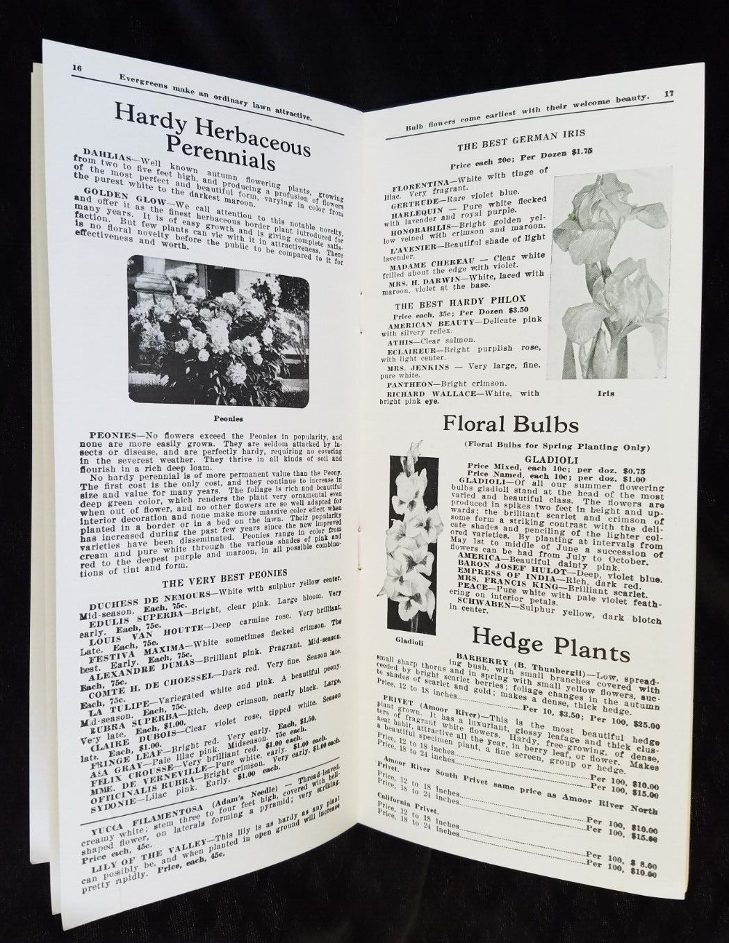 Old Advertising Catalog Page Valley Nurseries Kimball VA Bolen Trees Roses Shrub