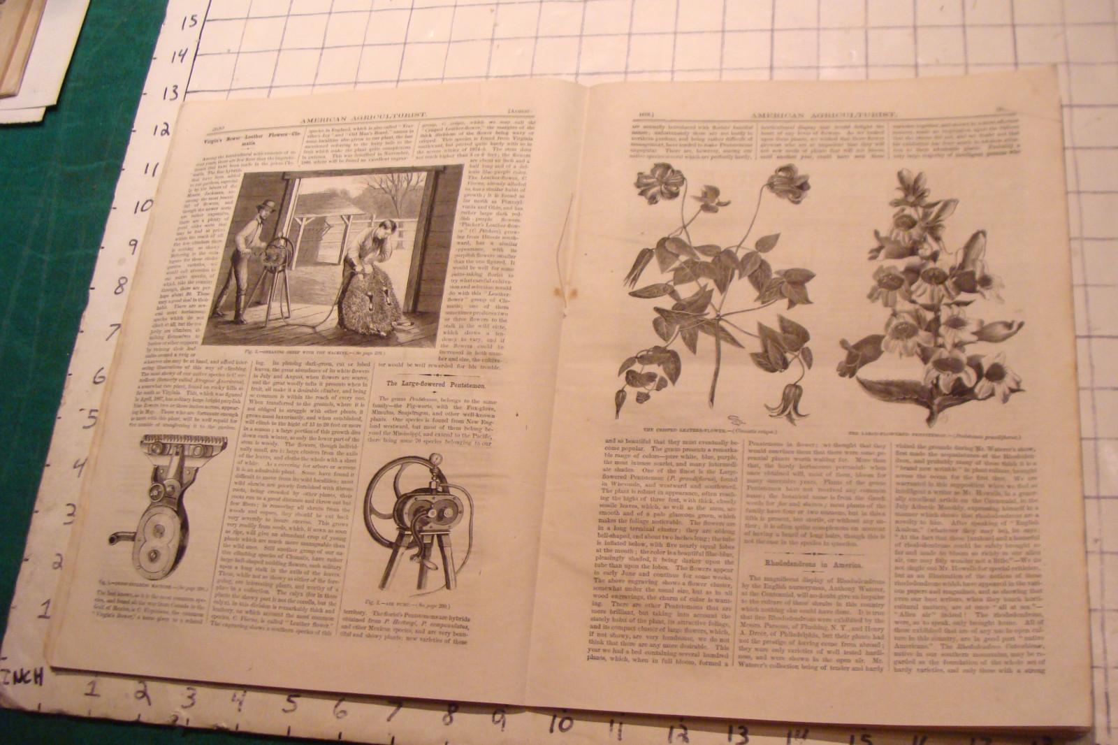 Vintage American Agriculturist 1876 august: TIGER, big puzzle, CRANDALL ADS