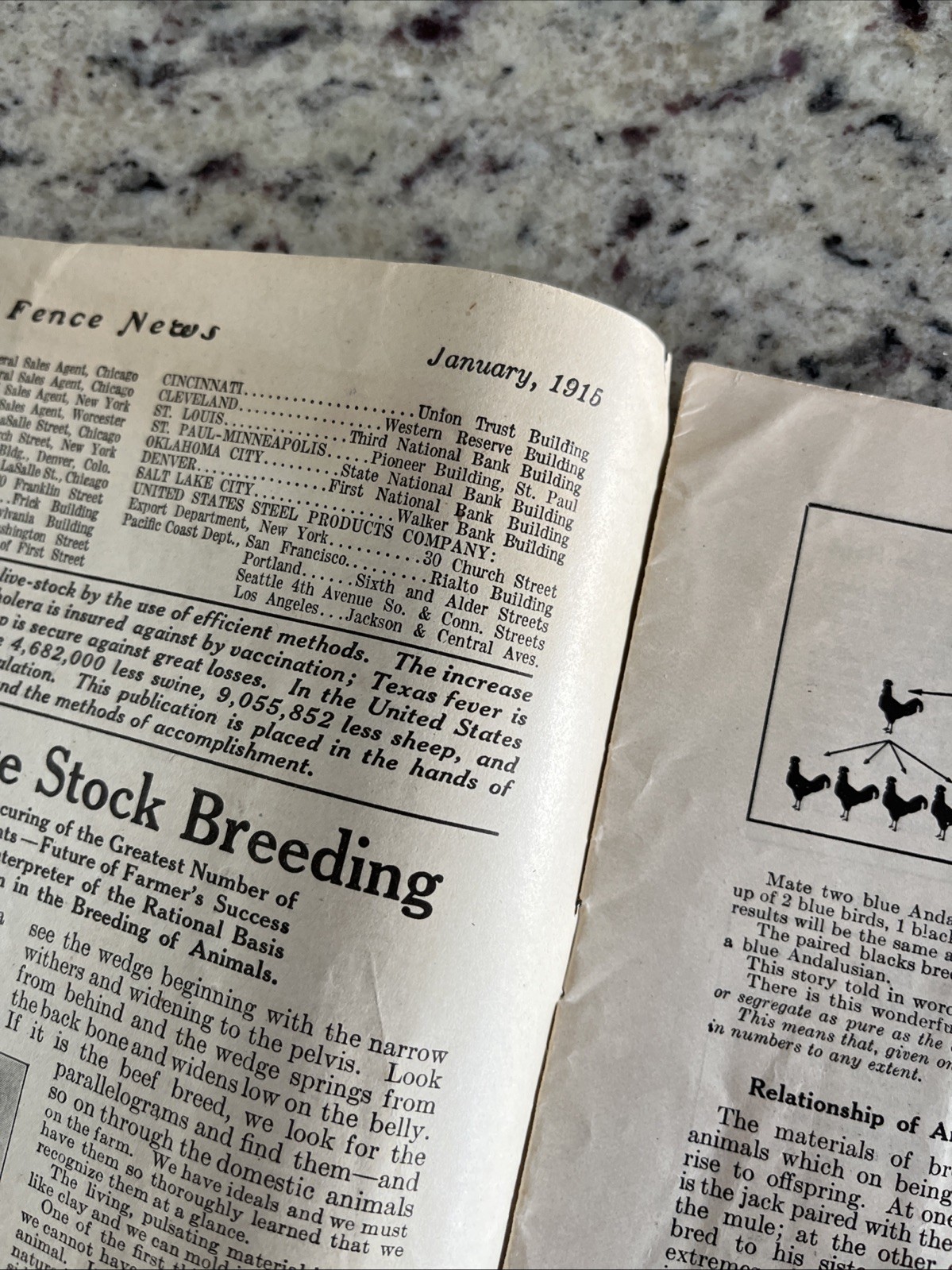 Antique 1915 American Farm Fence Cattle Trade Magazine Comet Shorthorn Bull