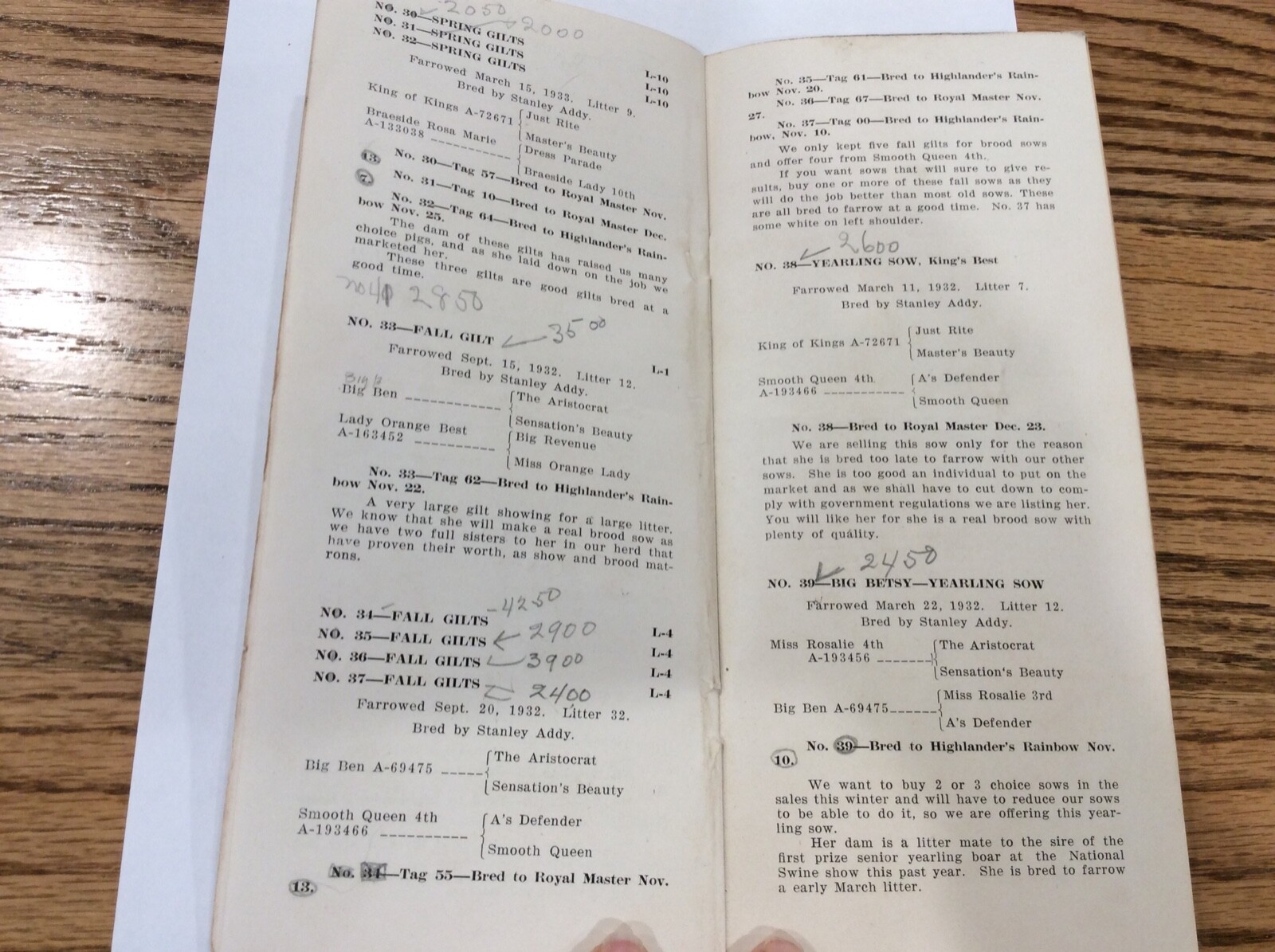 1934 Addy’s Poland Chinas Sale At The Farm Marcus Iowa Stanley Addy THIS FAMILY?