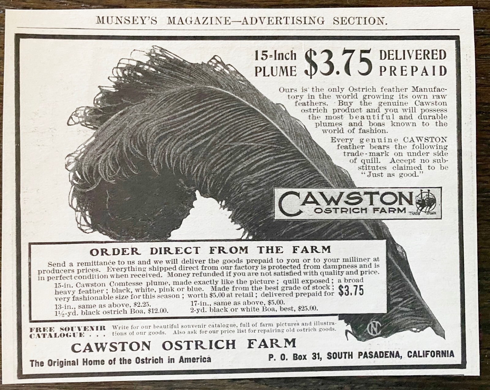 HUGE Bird Feather Plume CAWSTON OSTRICH FARM Vtg 1905 Print Ad~South Pasadena CA