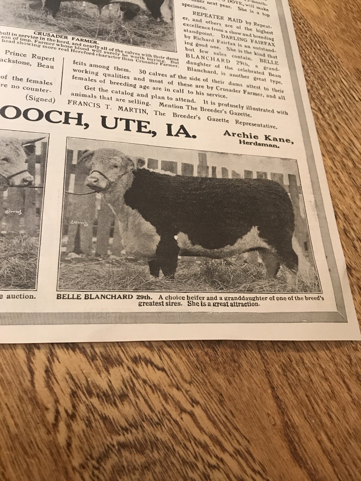 1917 Cattle Livestock Public Sale Poster – Sioux City – Iowa – Cow Advertising