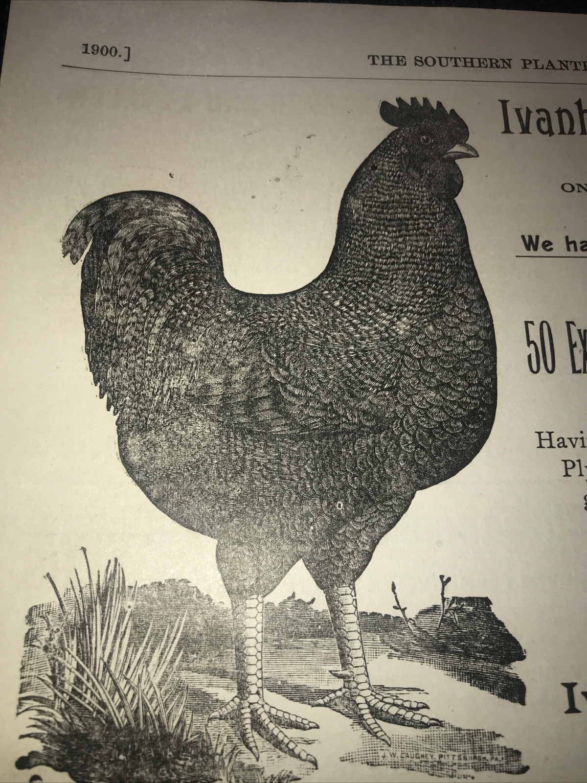 1900 Ivanhoe Poultry Yards Chicken Farm Advertising – Richmond – Virginia