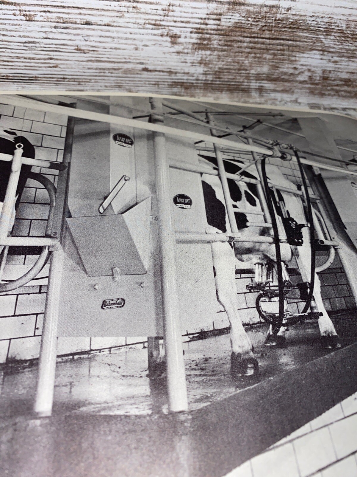 2 Vintage 9×13 Poster Black & White In A Milking Barn Inside A Milking Parlor