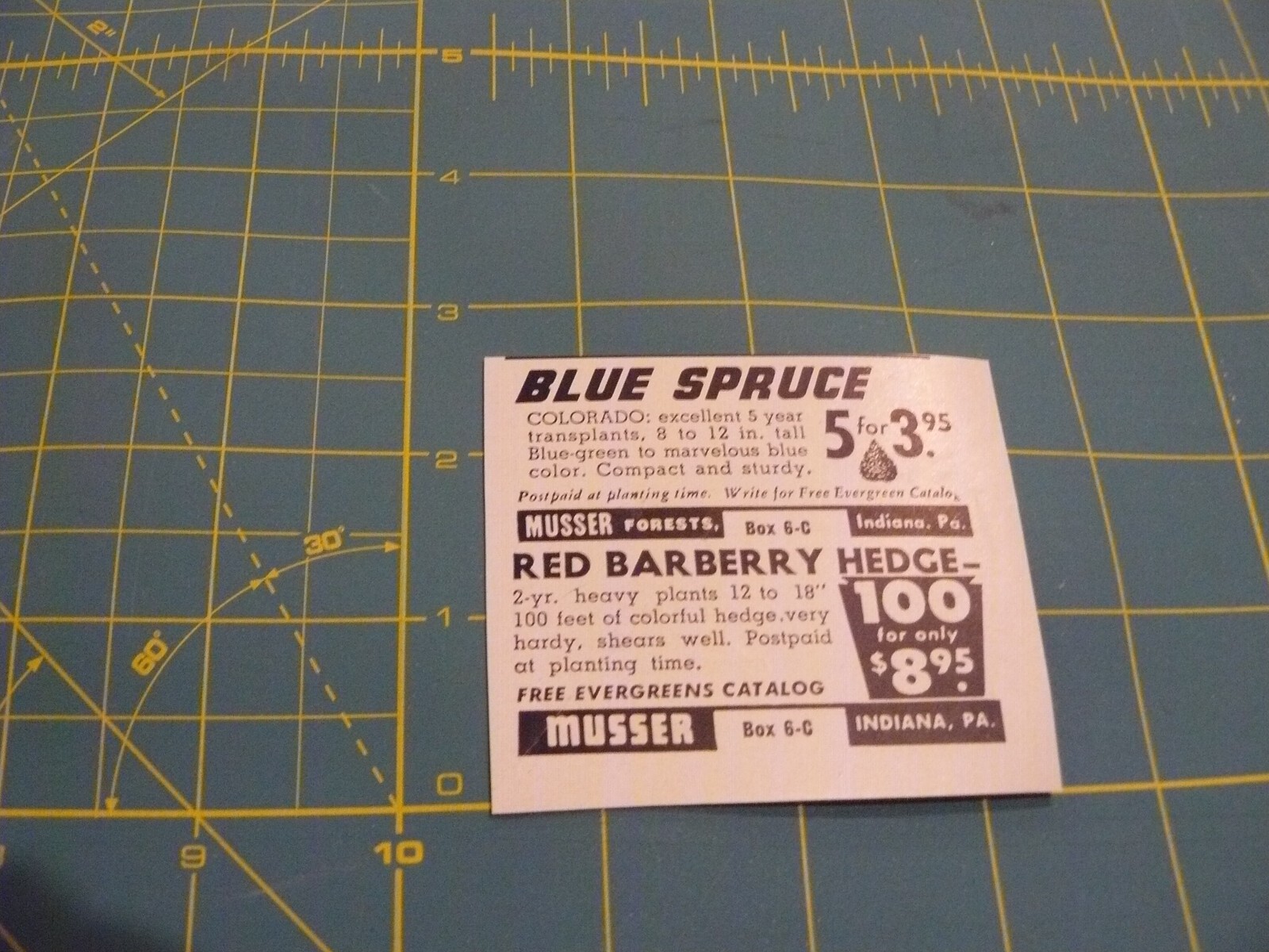 The Farm QRTLY -ADS -SPRING 1959- BLUE SPRUCE/ BARBERRY HEDGE /Musser Indiana PA