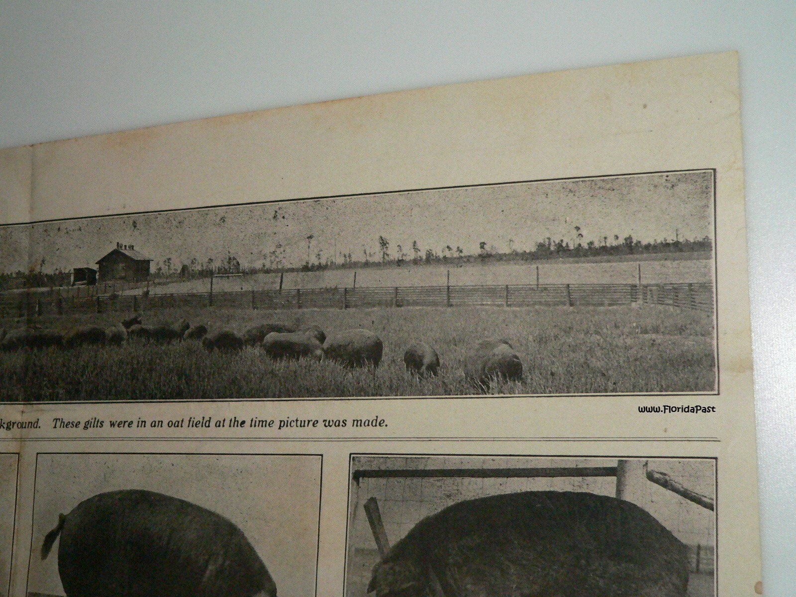 Early Duroc Jersey Hogs Munson, Florida Livestock & Agricultural Farms Brochure