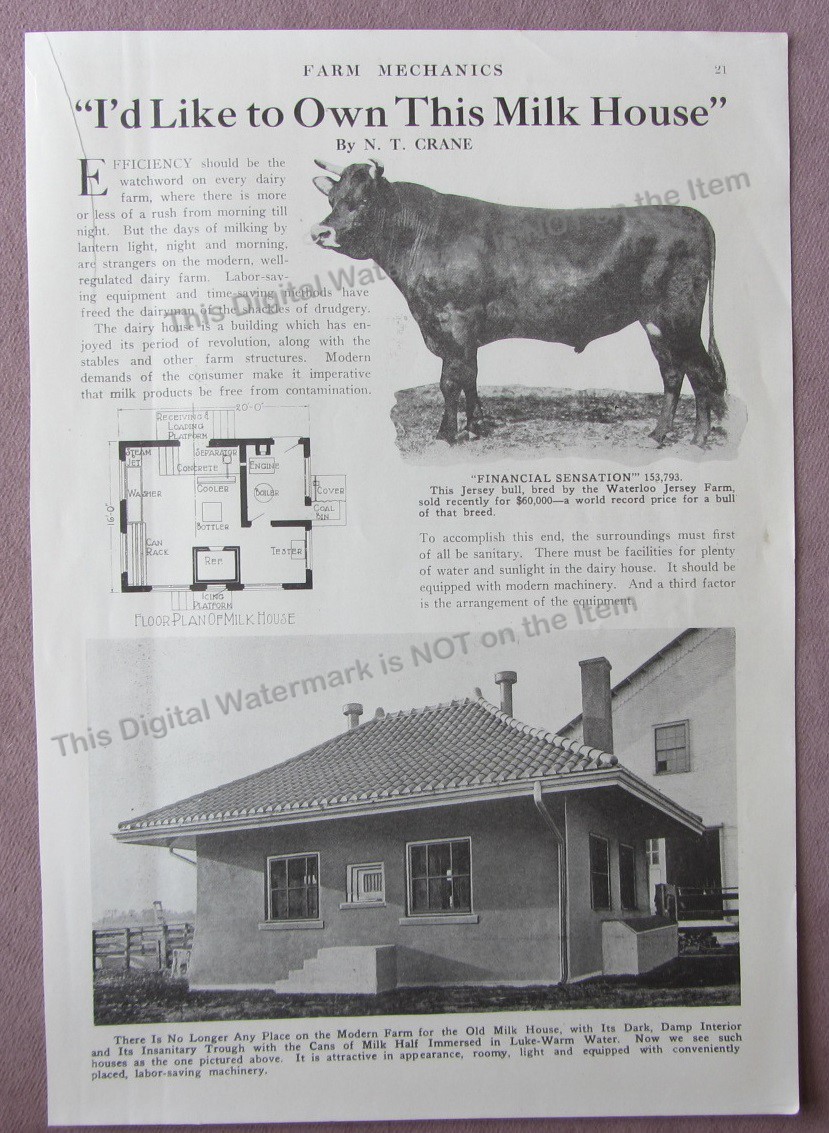 1919 Article Milk House + “Financial Sensation” Jersey Bull Waterloo Jersey Farm