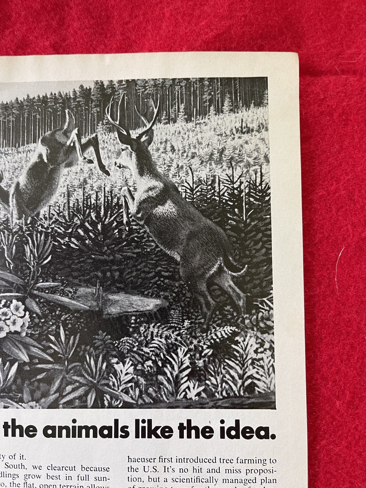Vintage 1972 Weyerhaeuser Tree Growing Company Print Ad Clearcutting