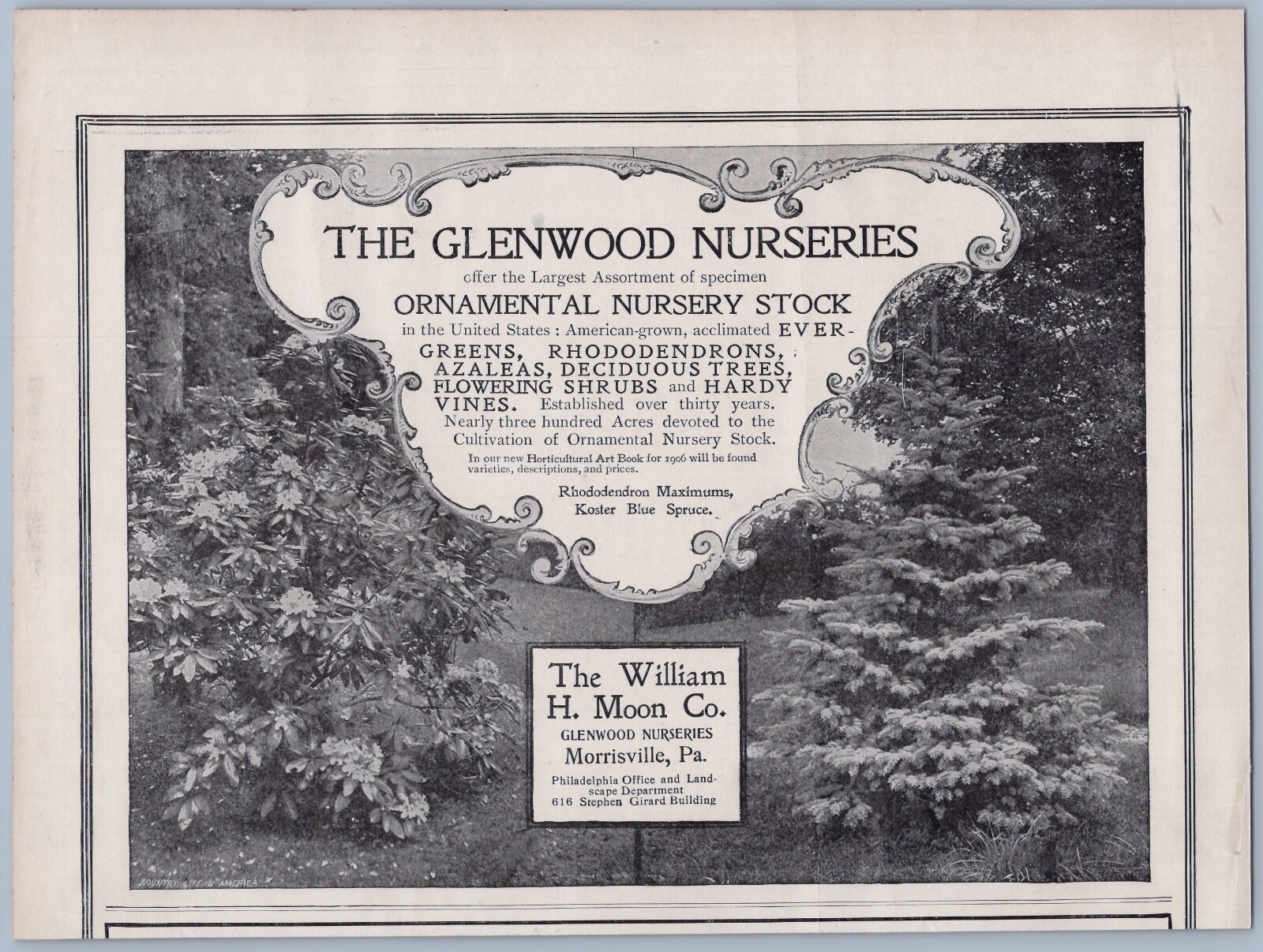 1906 William H Moon Glenwood Nurseries Vintage Ad Morrisville PA Ornamental