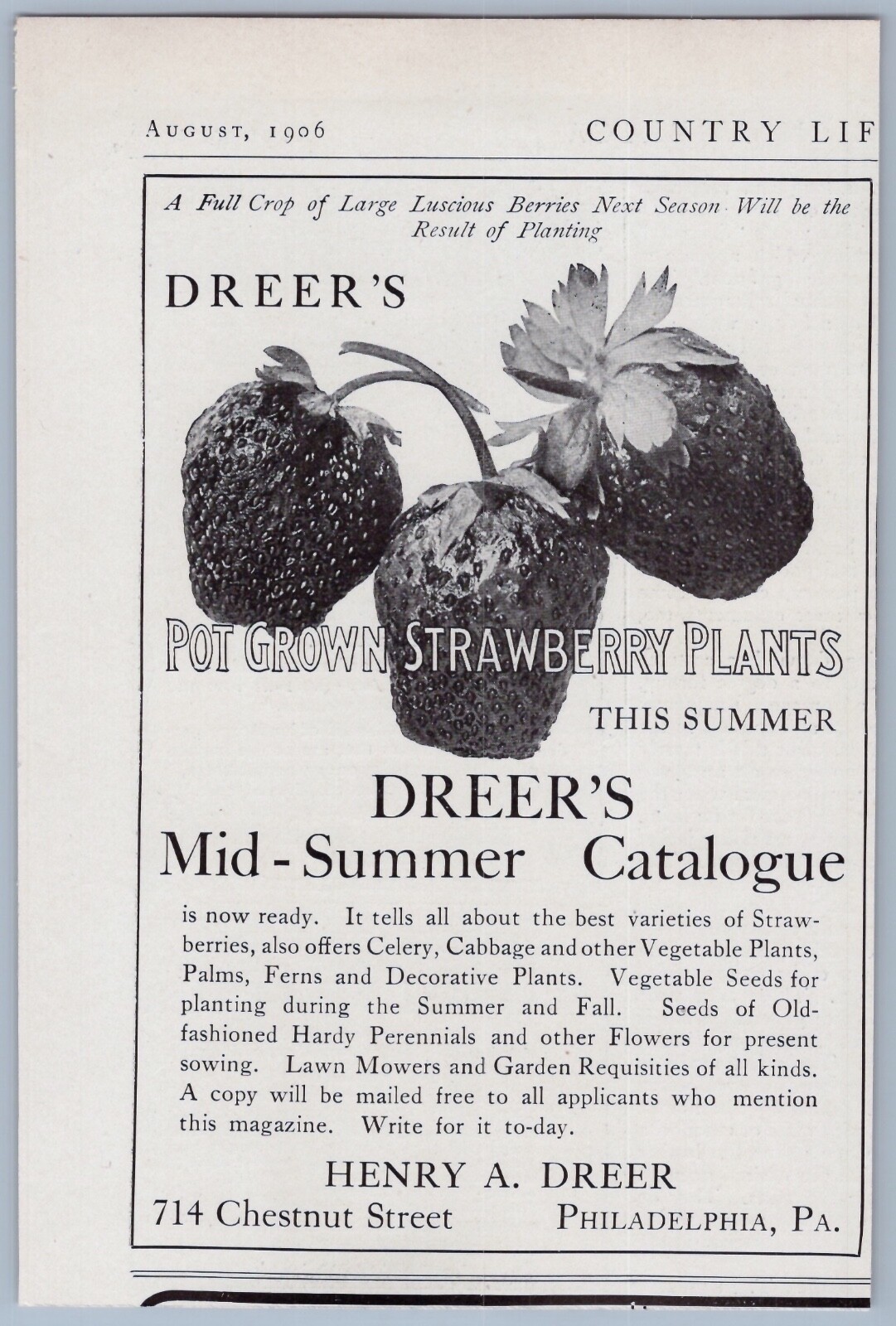 1906 Henry A Dreer Vintage Ad Pot Grown Strawberries Gardening Garden Vegetables
