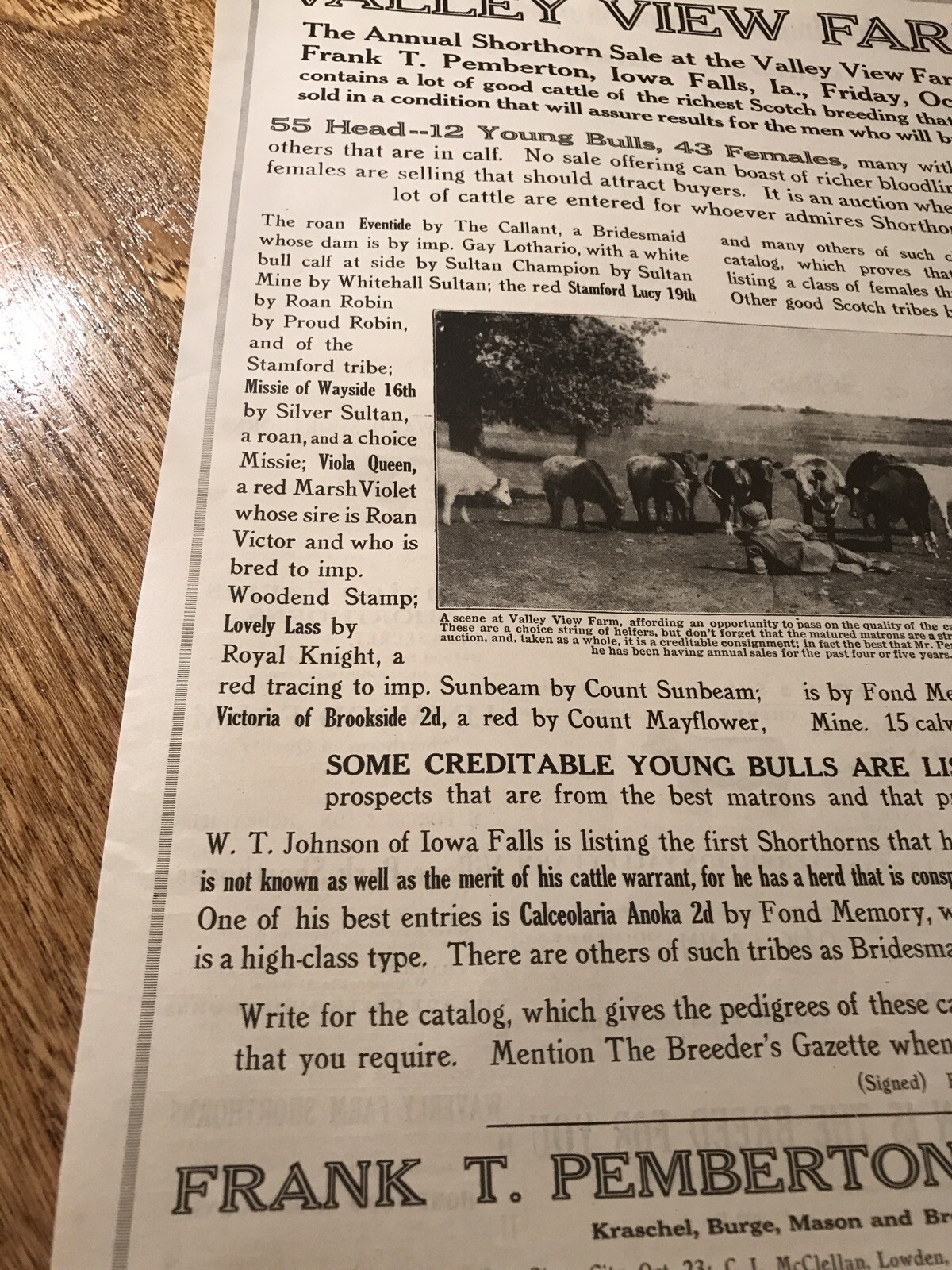 1917 Cattle Livestock Public Sale Poster – Iowa Falls – Iowa – Cow Advertising