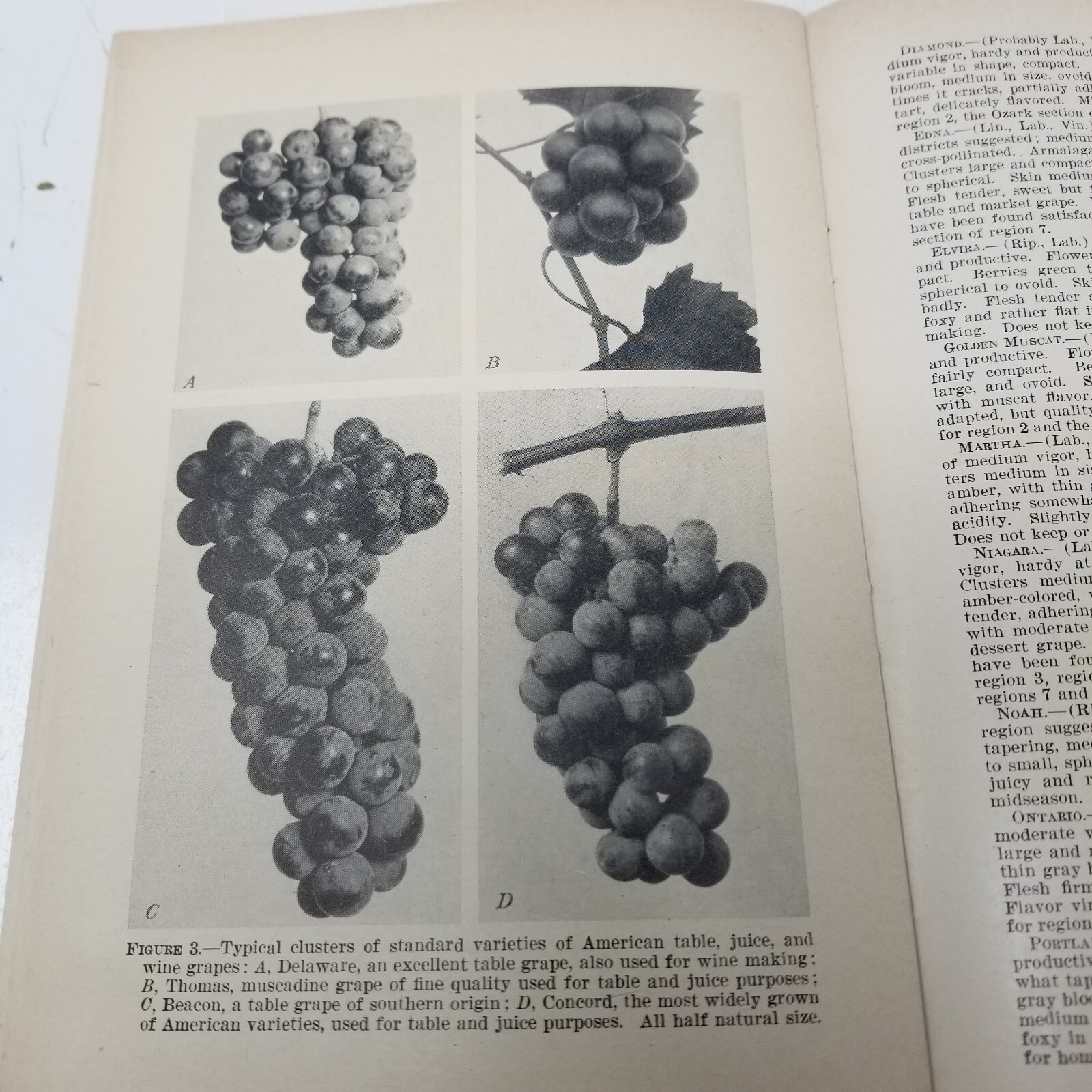 Grapes for Different Regions 1943 Farmers&rsquo; Bulletin Booklet 1936 USDA Photos