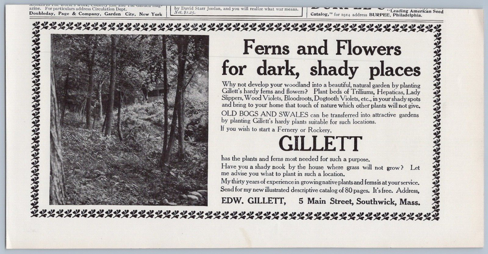 1914 Edward Gillett Vintage Ad Ferns Flowers for Dark Places Southwick MA