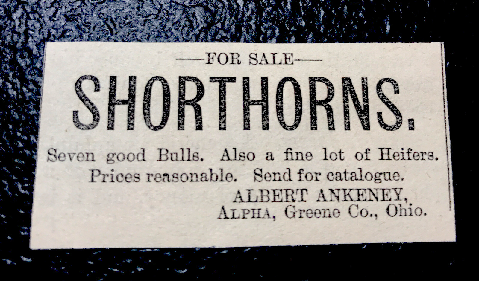 1886 Ankeney Cattle Cow Farm Advertising – Alpha – Ohio