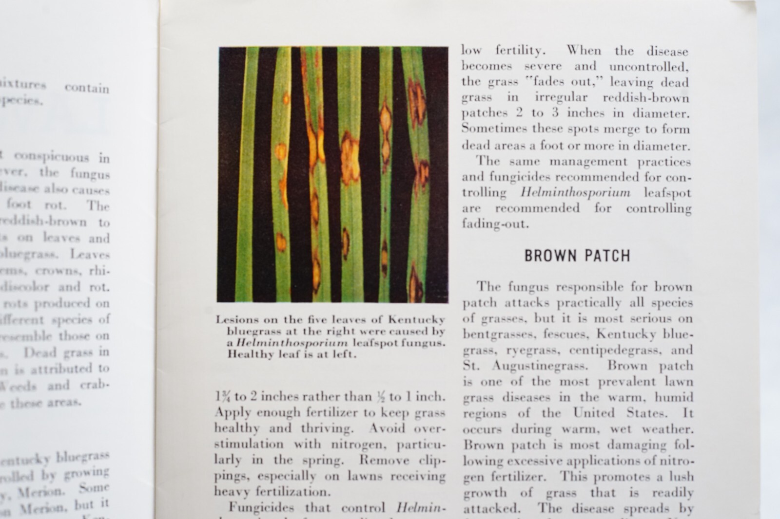 1960s Lawn Diseases USDA Home and Garden Bulletin No. 61 Agricultural Brochure