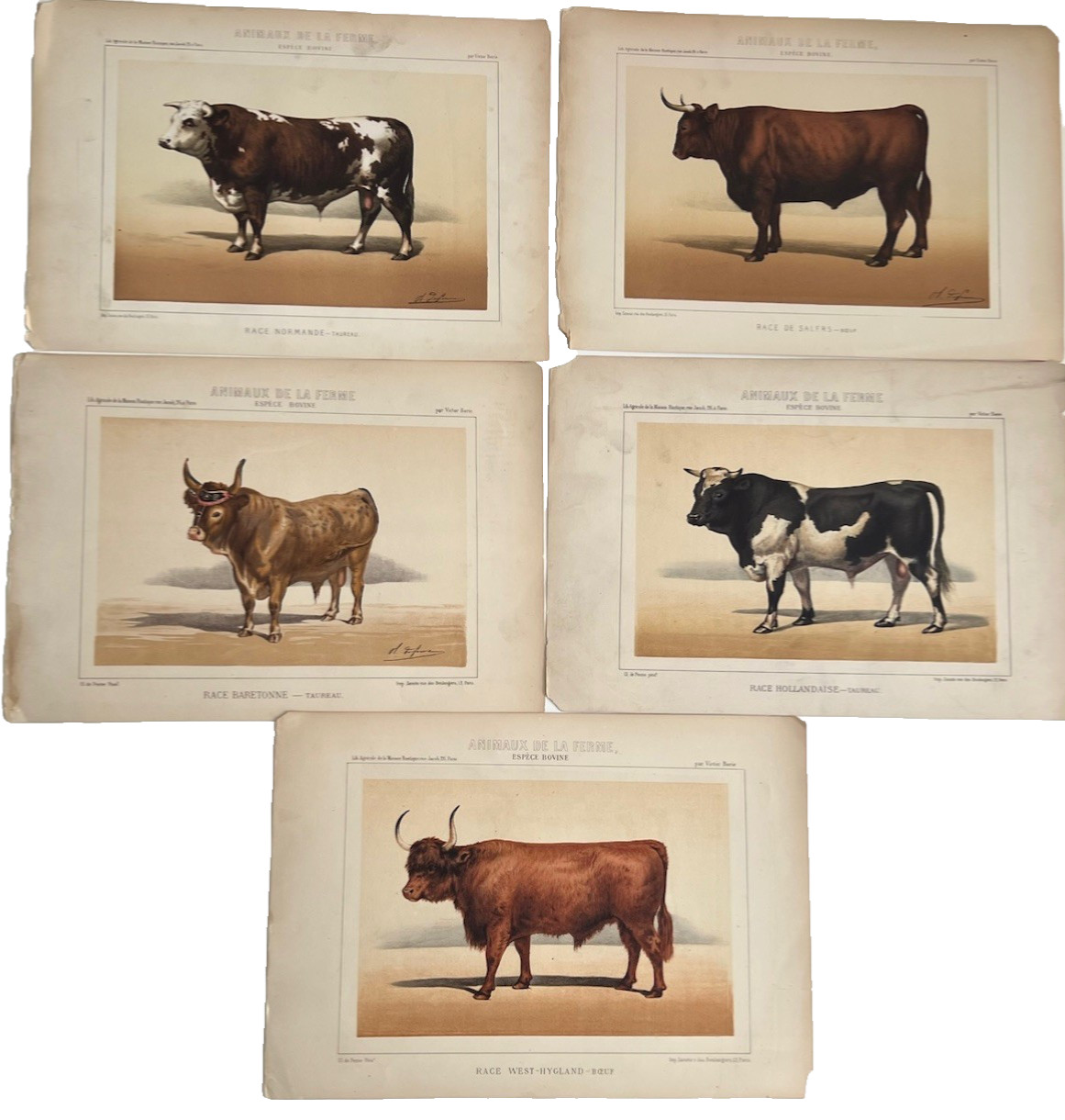 5 Lithographs Of Bovine Species By Victor Borie (1818-1880) Farm Animals II