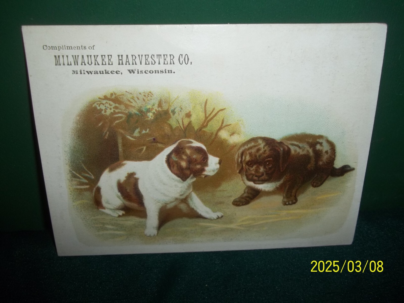 Antique Advertising Milwaukee Harvester Co with Saint Bernard Puppy