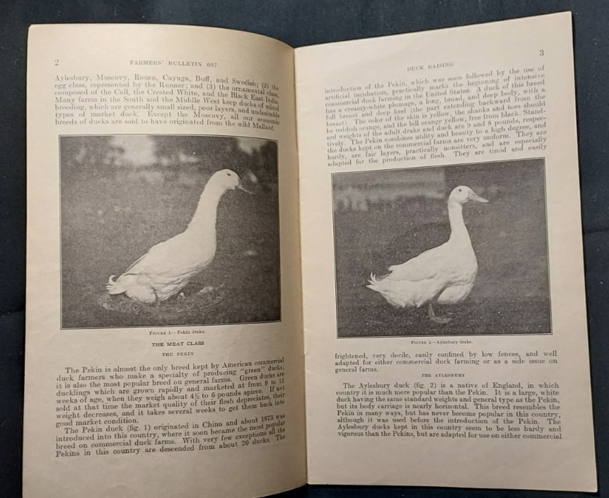 1933 US Department Agriculture Farmer&rsquo;s Bulletin 697 Duck Raising Marketing Eggs