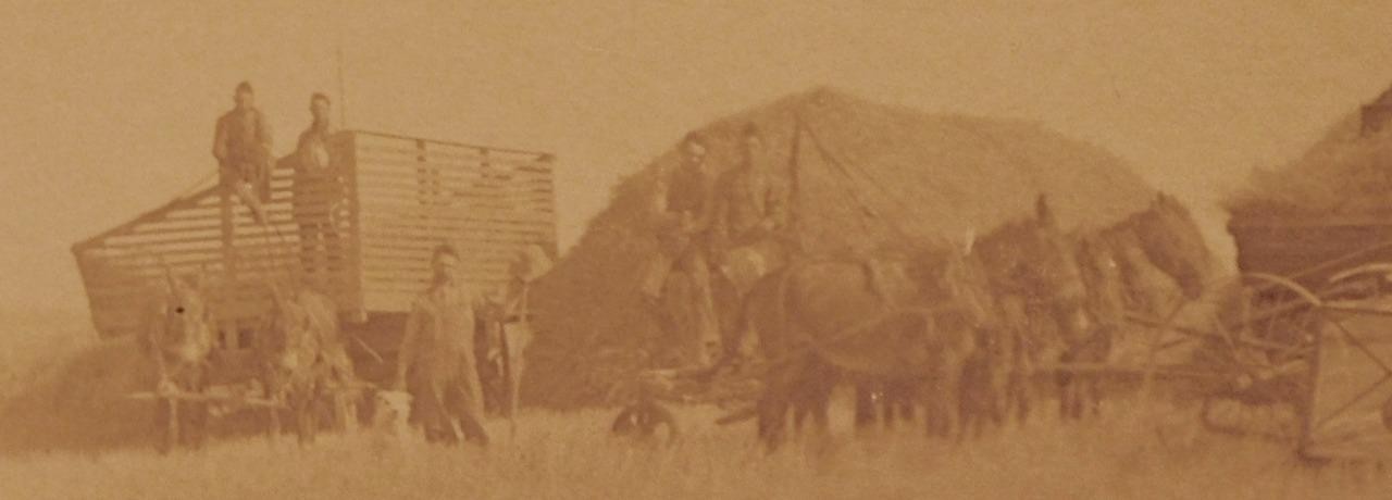 Harvest with Horse Drawn Hay Stacker Original Photographic Image C343