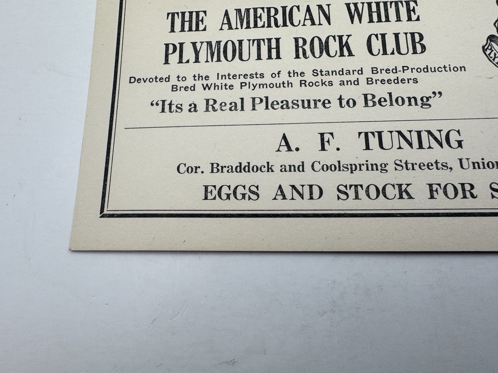 Vintage American White Plymouth Rock Club Ad