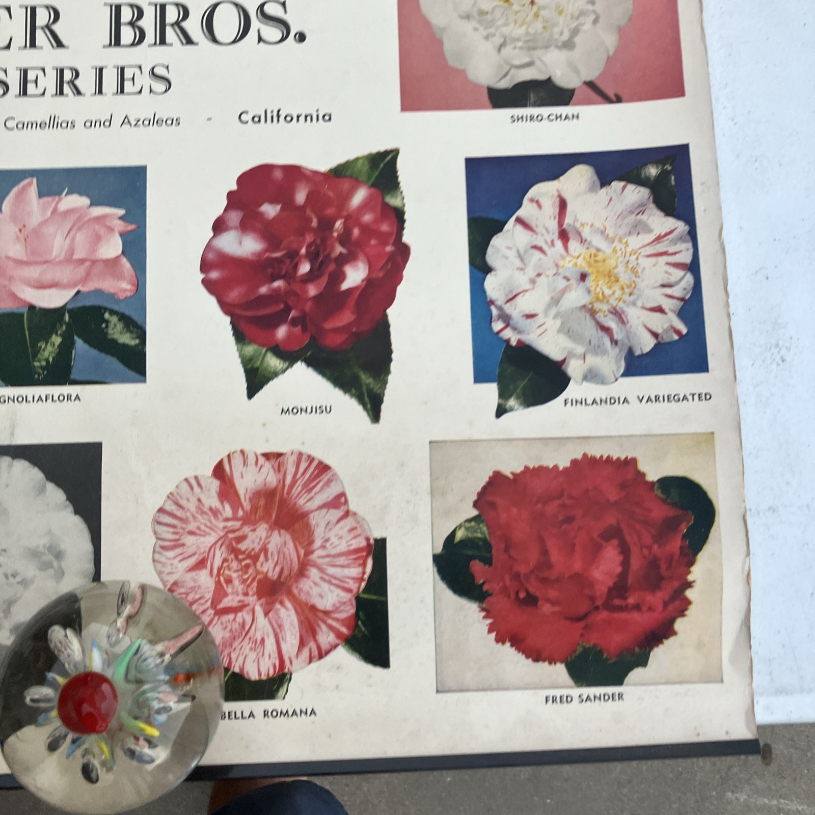 Kramer Brothers nurseries Poster advertising flowers Ontario, CA 1956 Camellias