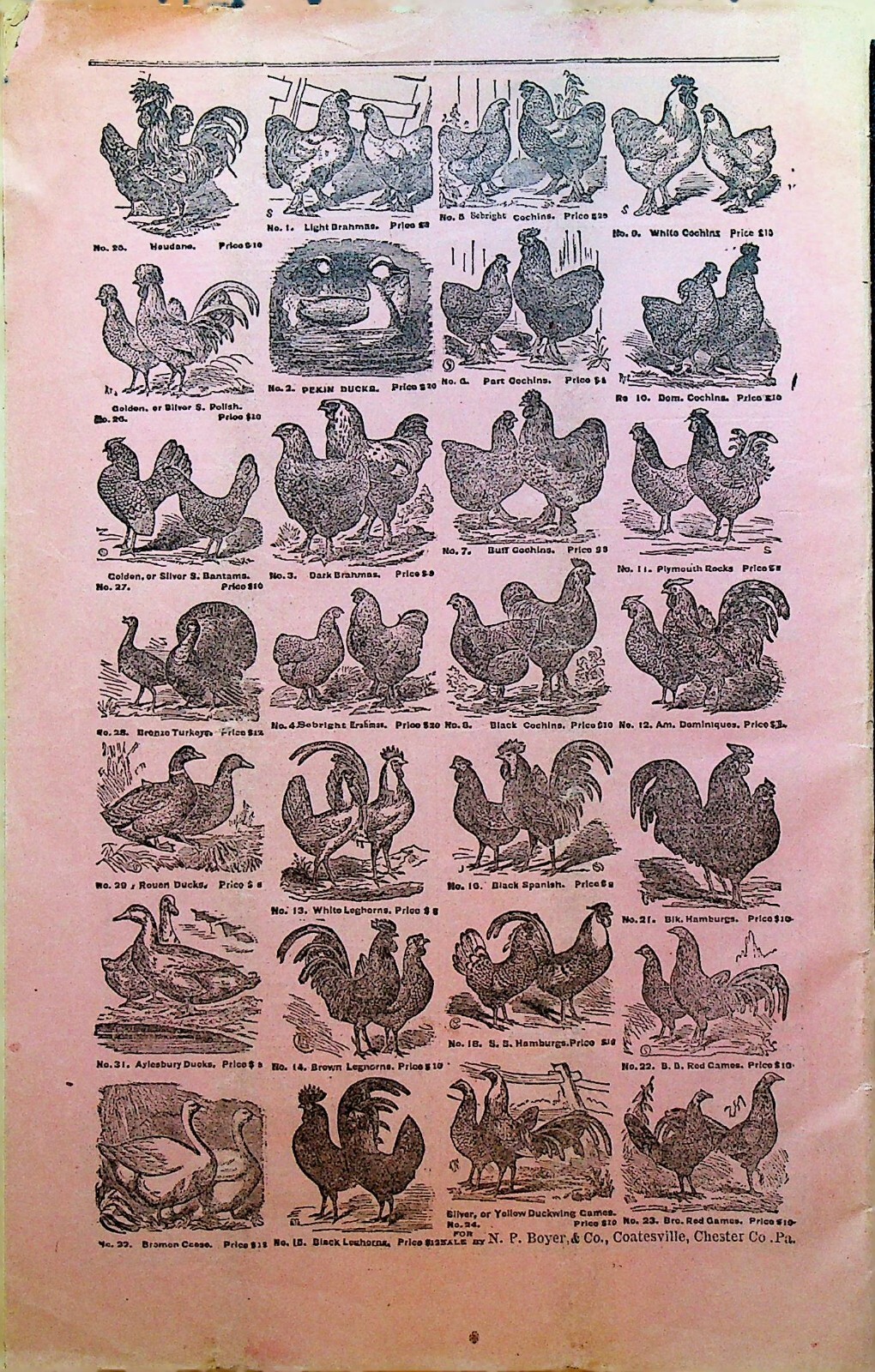 NP Boyer & Co Descriptive Catalog Coatesville Pa 1882 Dogs Hogs Sheep Cows