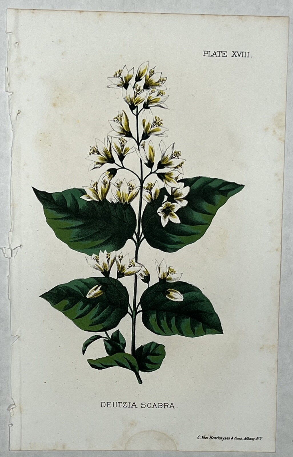 Original C1900 Print Flower Lot,Spirea,Deutzia,Wiegela,Pyrus,Dept of Agriculture
