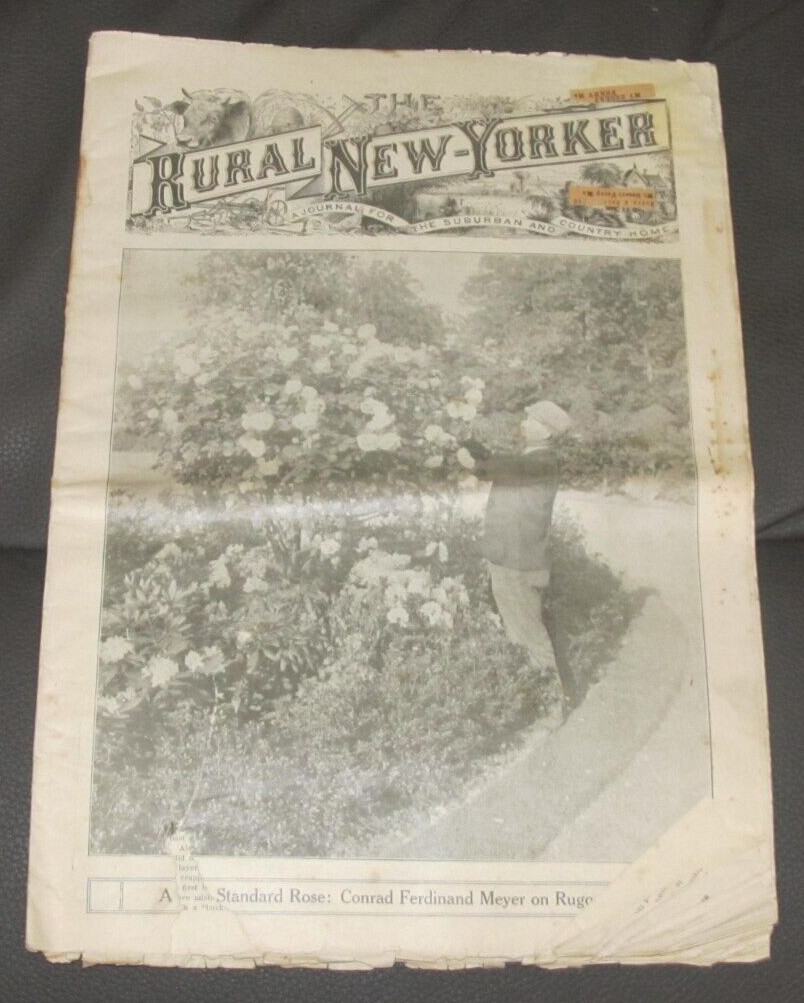 1916 Feb 26 THE RURAL NEW-YORKER NEWSPAPER Agriculture Magazine Rose Bushes Bush